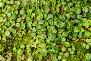 Begonia Hydrocotylifolia plant in Saint Gallen in Switzerland