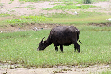 A muddy swamp buffalo grazing in the meadow. Agricultural scene in a rural area.