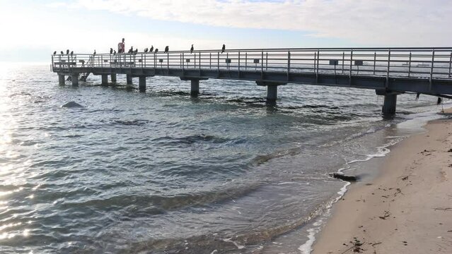 Kormorane ruhen sich auf der kleinen Seebr&uuml;cke bei Gr&ouml;mitz aus