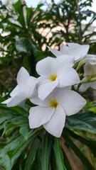 white magnolia flower