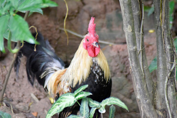 A yellow-green rooster feeds in the garden.