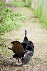 A large, striped turkey feeds in the garden.