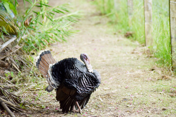 A large, striped turkey feeds in the garden.