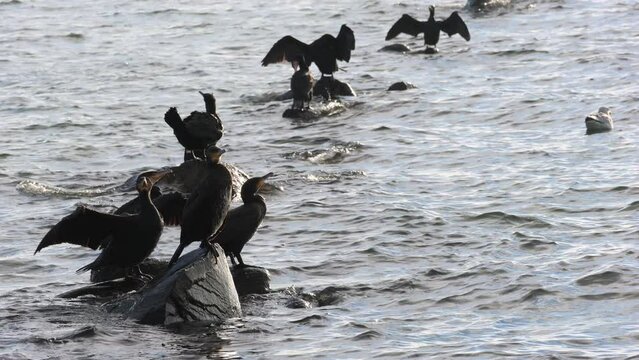 Kormorane ruhen sich auf Felsen in der Ostsee aus