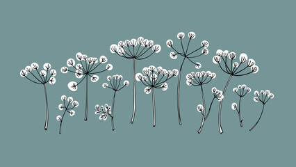 Vector card with hand drawn graceful dill umbels. Beautiful ink drawing, vintage style, botanical illustration.