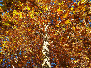 Árbol en otoño con hojas amarillas apaisado