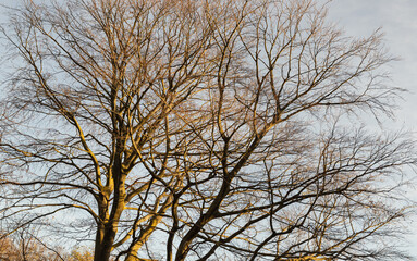 Fototapeta na wymiar The tangled spreadingof leafless hibernating tall tree against clear blue sky. Deciduous tree in winter season in nature, Branches of a leafless tree, Selective focus.