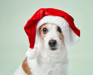 A Jack Russell Terrier dog dons a Santa hat, bringing holiday cheer with its innocent gaze