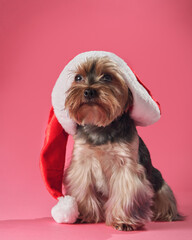  A Yorkshire Terrier in a Christmas cap gives a festive look. Dog on pink background 