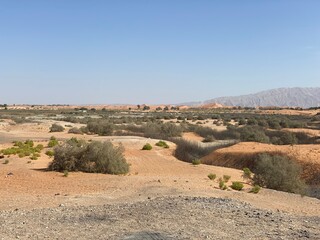 plants in a deserted place with mountain in the background