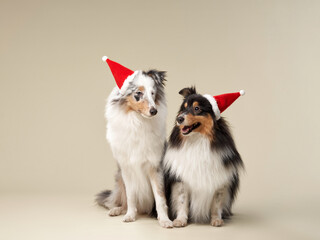 Dog in Santa hats sit side by side, studio image. A pair of Shetland Sheepdogs don holiday caps,...