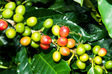 Close-up of coffee beans in the plantation of Yunlin, Taiwan.