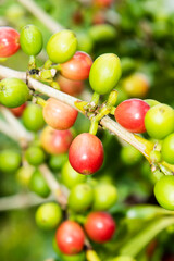 Close-up of coffee beans in the plantation of Yunlin, Taiwan.
