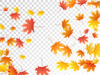 Maple leaves vector illustration, autumn foliage on transparent background.