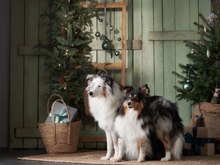 Two Shetland Sheepdogs dogs pose before a Christmas tree, capturing a festive holiday moment at home