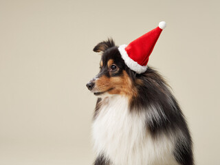 Sheltie in a Santa hat, profile studio shot. A Shetland Sheepdog wears a festive cap, embodying the...