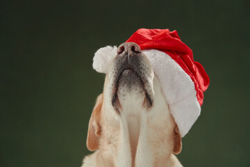 A Labrador Retriever dog wears a Santa hat, ready for holiday festivities. Its gaze offers a snapshot of serene Christmas anticipation
