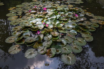 Obraz na płótnie Canvas Lotus flower (waterlilly) in the pond