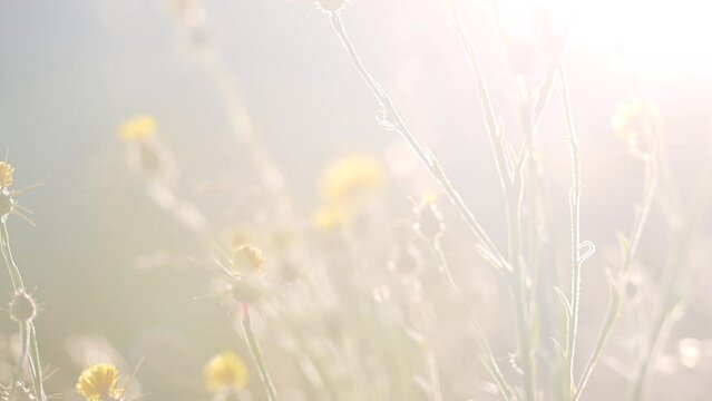 Panoramique de bas en haut en gros plan sur des fleurs sauvages, jeunes, et de l'herbe, dans un champ en &eacute;t&eacute; au soleil avec un ciel lumineux blanc
