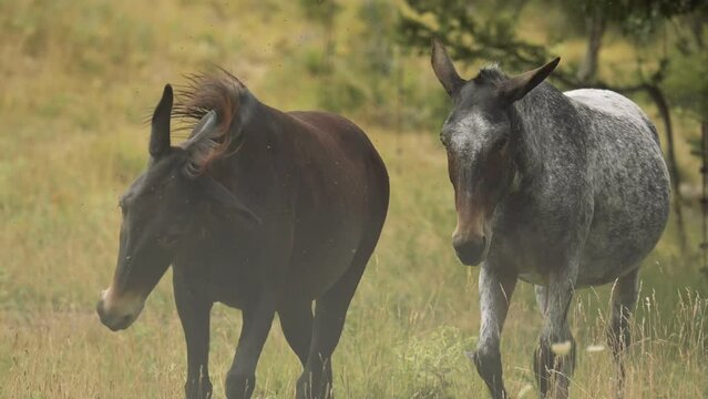 Deux chevaux dans un champ, un gris et un brun, entour&eacute;s de mouches, qui s'approchent de l'objectif, en plein &eacute;t&eacute;