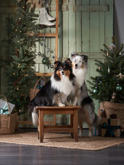 Obraz premium Two Shetland Sheepdogs dogs pose before a Christmas tree, capturing a festive holiday moment at home