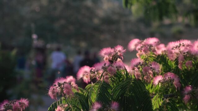 ARBRE DE SOIE OU ACACIA DE CONSTANTINOPLE, fleurs roses en gros plan, feuilles vertes très fines, panoramique de droite à gauche, avec une foule de gens en arrière-plan