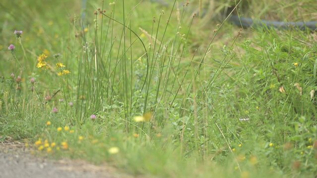 Herbe verte en bord de route &agrave; la campagne, avec ses fleurs sauvages et un papillon