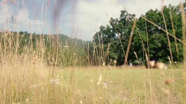 Plan serr&eacute; dans l'herbe s&egrave;che en &eacute;t&eacute;, au soleil, &agrave; la montagne, au ras du sol, panoramique de gauche &agrave; droite