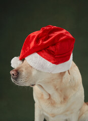 A Labrador Retriever dog wears a Santa hat, ready for holiday festivities. Its gaze offers a snapshot of serene Christmas anticipation