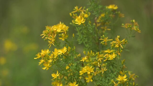 Fleurs jaunes de millepertuis  dans l'herbe verte en plein &eacute;t&eacute; et au soleil, gros plan