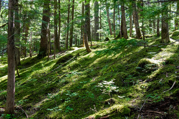 Low angle view of moss-covered forest floor on the slope of a hill with as a backdrop sunlight and rays shining through the trees and partly the moss covered floor with long shadows