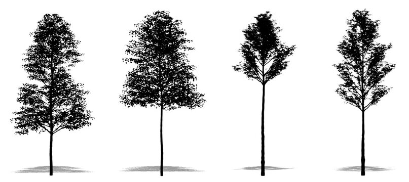 Set or collection of European Aspen trees as a black silhouette on white background. Concept or conceptual vector for nature, planet, ecology and conservation, strength, endurance and  beauty