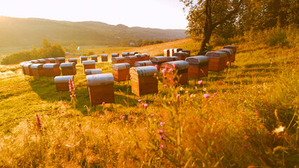 Lovely outdoor apiary with many beehives placed on green grass and active bees flying. Wooden hives...