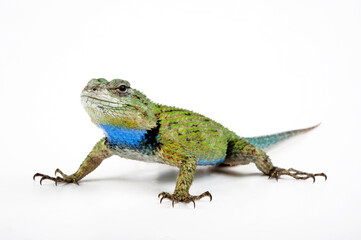 Malachit-Stachelleguan // Emerald Swift (Sceloporus malachiticus)