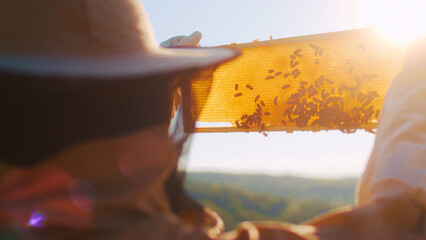 Beekeeper is taking out honeycomb on wooden frame to extract honey from bee hives, harvest. Healthy organic farm honey.Beekeeper checking honeycomb frame with bees in his apiary. - obrazy, fototapety, plakaty