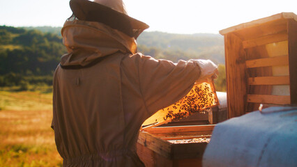 Young beekeepers work with bees in the apiary and eat honey. Apiculturist equipped with protective hat holding frame covered with bees. Beekeeper checking up frame carefully in sunlight.