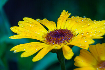 Closeup of a yellow flower with water drops
