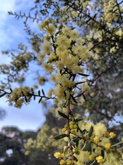 Wattle tree in flowers spring in Tasmania 