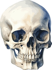 Human skull clipart design illustration 