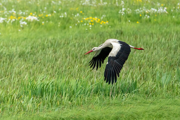 Bocian szybujący nad łąkami © Jerzy