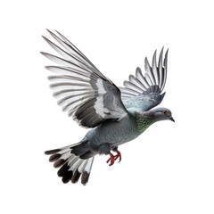 pigeon in flight isolated on white transparent background	