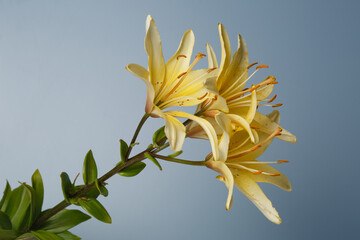 Fototapeta na wymiar A bouquet of yellow lilies isolated on gray background.