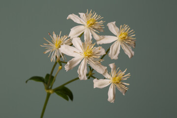 White with yellow stamens flowers of clematis isolated on a green background.