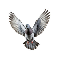 Grey pigeon in flight isolated on white transparent background	