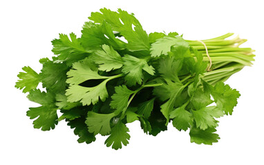 Cilantro Bunch On Isolated Background
