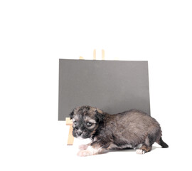 pinto puppy next to a chalk board with an inscription  adopt me