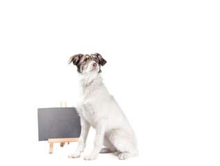 white and brown dog lies near blank chalk board