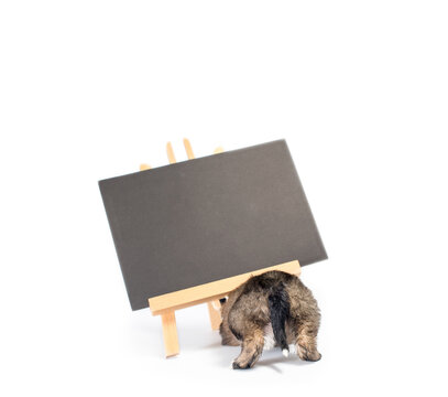 backside of pinto puppy with chalk board with an inscription  adopt me