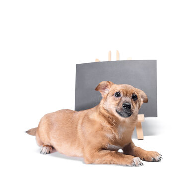 ginger puppy next to a chalk board with an inscription  adopt