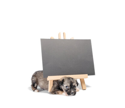 pinto puppy next to a chalk board with an inscription  adopt me
